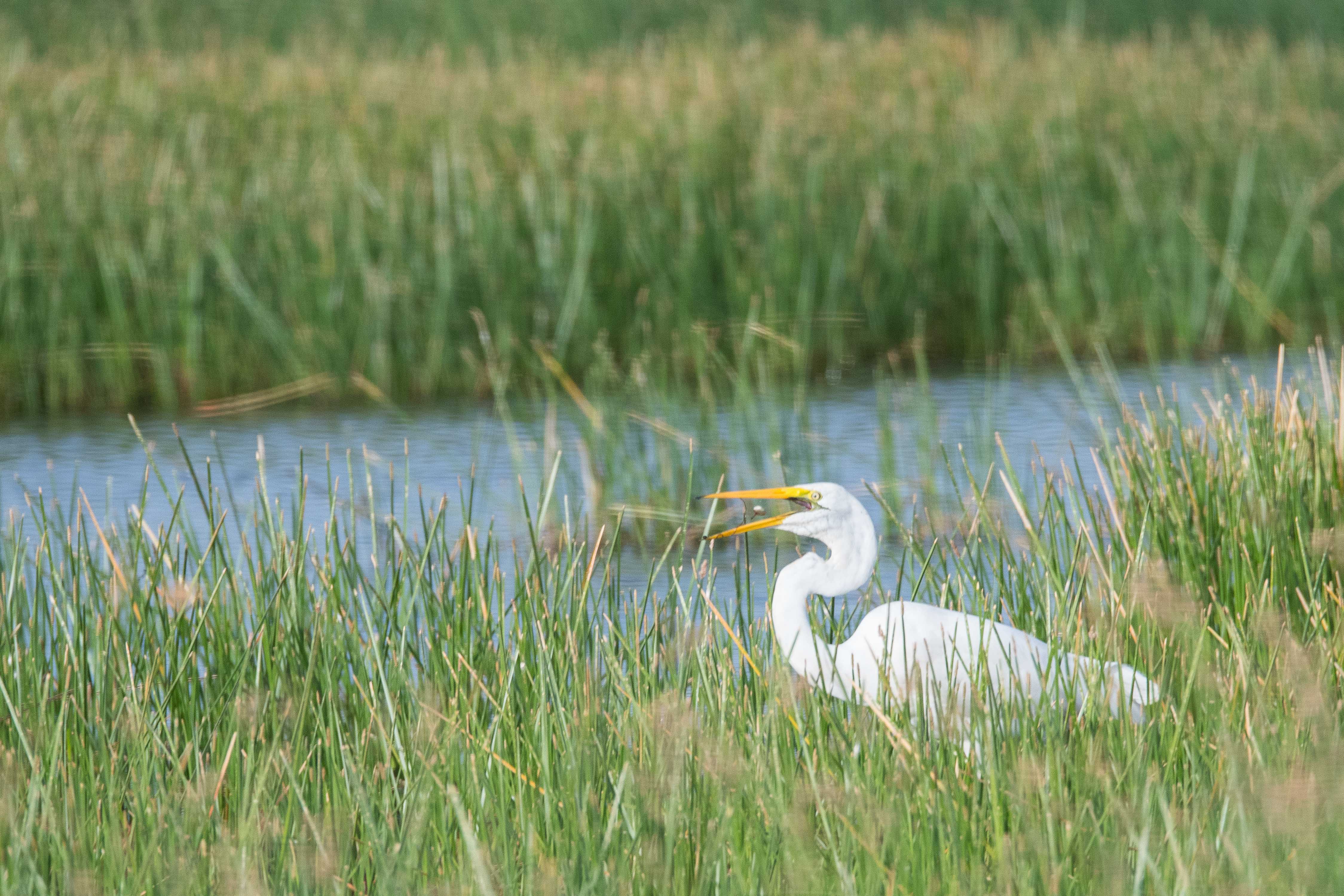 Grande aigrette (Great egret, Ardea alba) s'apprêtant à avaler le minuscule poisson qu'elle vient de pêcher, Marigot de Koutal, Région de Kaolack, Sénégal.